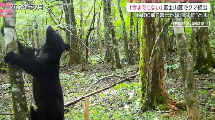富士山麓でクマ続出“今までにない事態”独自コミュニティ形成「富士地域個体群」とは