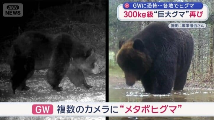 複数のクマに“メタボヒグマ”