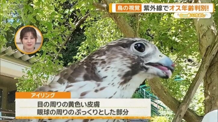 ハヤブサの仲間　はなびちゃん