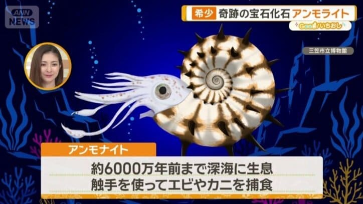 アンモナイトとは