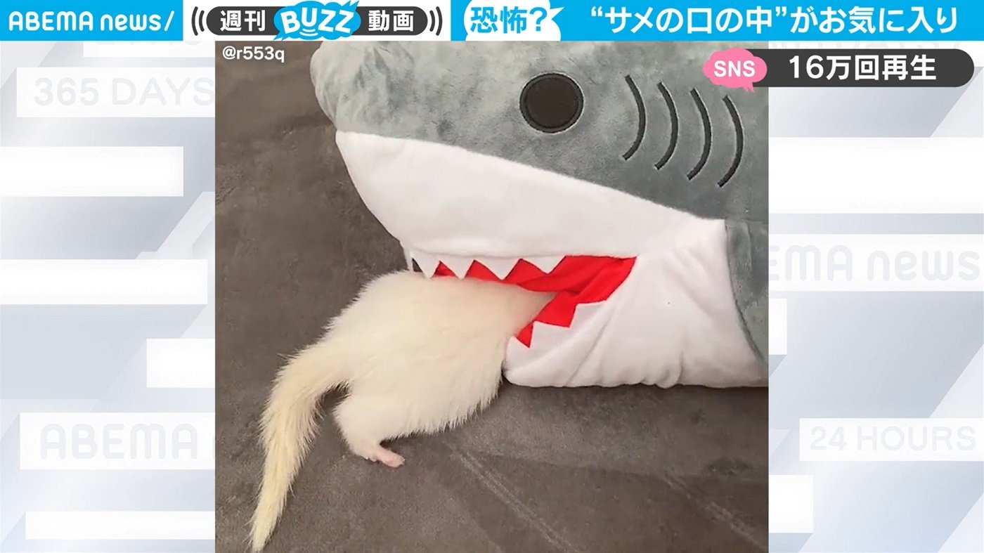 価格は安く サメ ペット用品 価格は安く サメ ペット用品