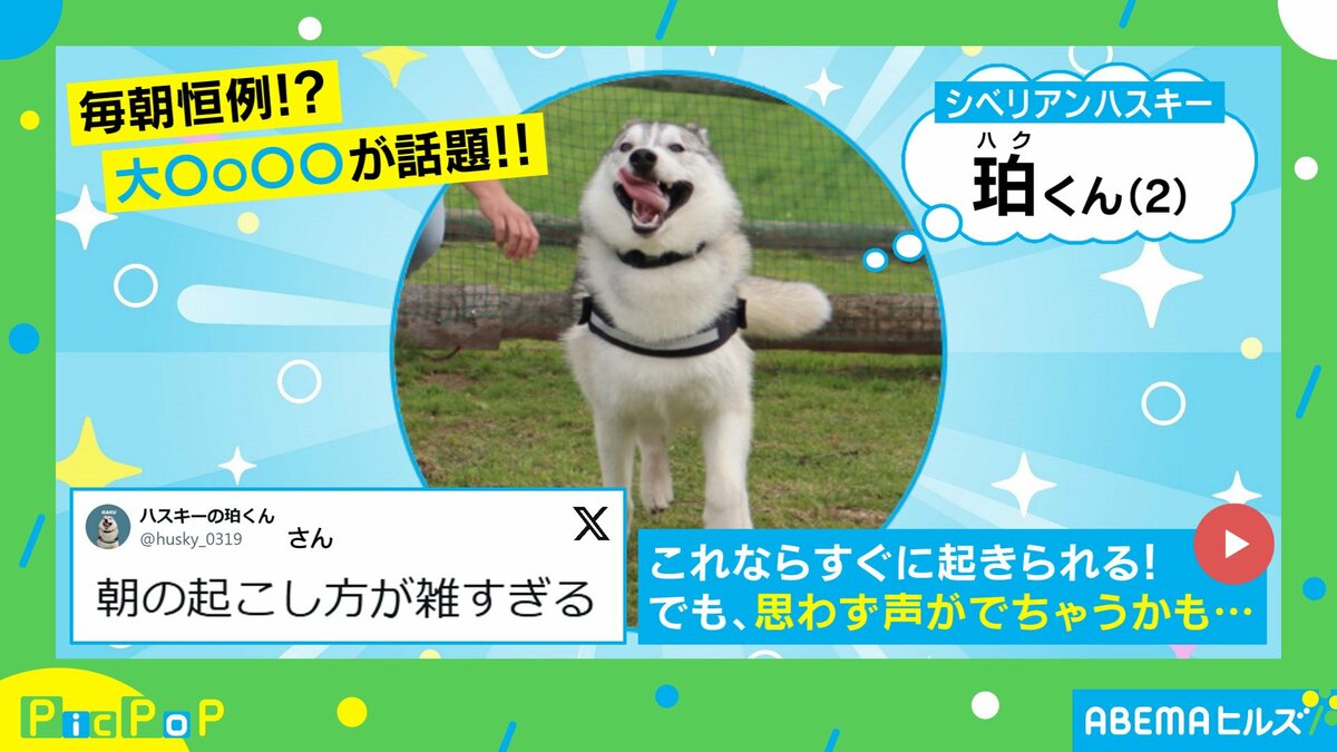 【ハスキー様】おまとめページ^o^ なんでも着こなしちゃうシベリアン・ハスキー おばあちゃんお