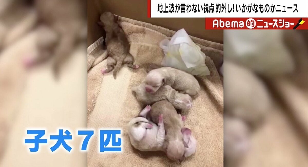 米の女性が 生きた子犬 をゴミ袋で投棄 専門家 自治体によっては日本でも死んだ動物はモノ扱い 遺棄しても処罰されない その他 Abema Times