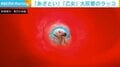 コーンを覗いた先でラッコが“あざとポーズ” 「これは可愛い」「わかってる」と反響