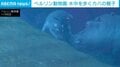 慣れない泳ぎで母親に激突！水中を歩くカバの親子 ドイツ・ベルリン動物園