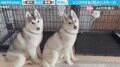 「なぜか行動がシンクロ」給水機から水を飲む2匹のハスキー犬に「振り返るタイミングも一緒」「シンクロナイズドスイーヌ」