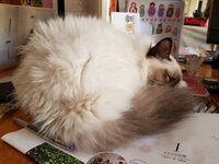 中村江里子『家族』