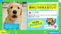 “猫を見て育った子犬”の不意打ちジャンプ