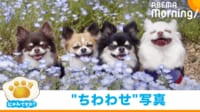 【映像】“幸せそう”に並ぶ4匹のチワワ（複数カット）