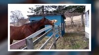 【映像】G1馬の“求愛”から逃げる猫