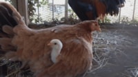 【映像】親鳥の体から「ひよこ」がひょっこり