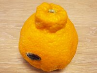 高橋真麻『毎日』