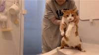 【映像】猫がされるがまま「水切り踊り」