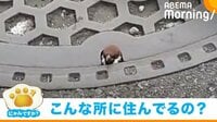 【映像】マンホールから頭を出すスズメ