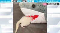 【映像】サメとフェレットのシュールな絵面（複数パターン）