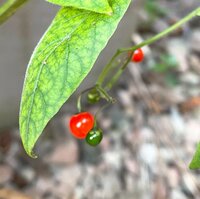 堀ちえみ『主人には黙っておいた方が良さそうだな…』