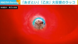 コーンを覗いた先でラッコが“あざとポーズ” 「これは可愛い」「わかってる」と反響