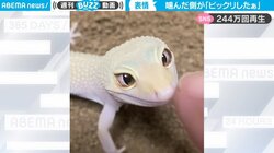 噛んだ後のキュートなリアクションに「表情がたまらん」 飼い主の指に噛み付いたヤモリが話題「反応可愛い」