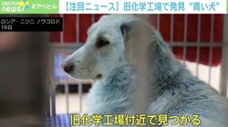 “青い犬”ロシアの旧化学工場で発見 獣医師が排泄物や毛を調査