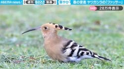 頭の羽が“扇形”に変わる珍しい鳥・ヤツガシラに「日本にいるやつ？すごい！」「人生に一度は見たい鳥」