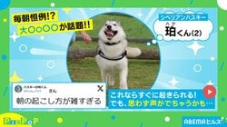 毎朝恒例!? シベリアンハスキーの“雑すぎる”朝の起こし方に「いやこれは幸せなやつ」「かわいい!!」と話題沸騰