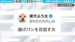 投稿者「揚げパンを目指す犬」←雪に降られ“一点集中”する柴犬に「粉砂糖まぶしてる所ですね！」「甘いのが美味しいのよ」と反響
