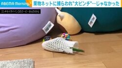 「なにしてんだ…」 インコが捕獲されピンチ!?→ネットに包まれる“愛らしい姿”が話題