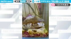 「サザエさんじゃん笑」水中にたたずむ貝から“意外な生き物”が登場する動画に「サザエじゃなかったw」「ドヤ顔してるからお気に入りっぽい」と反響