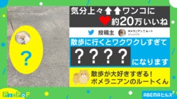 まるで踊ってる!? 愛犬が散歩中に見せる“ワクワクしすぎた行動”に20万いいねの大反響