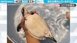 「足ピン！」洗われ慣れしているウミガメの子どもの様子に「人間の赤ちゃんの沐浴ですね」「されるがままに極楽、極楽」と反響