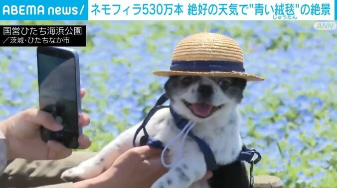 国営ひたち海浜公園