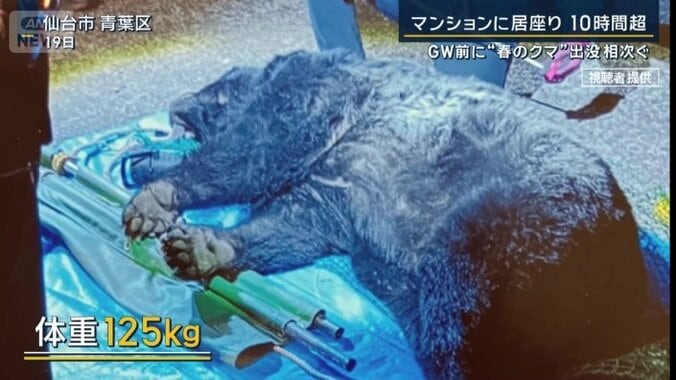 駆除されたクマ