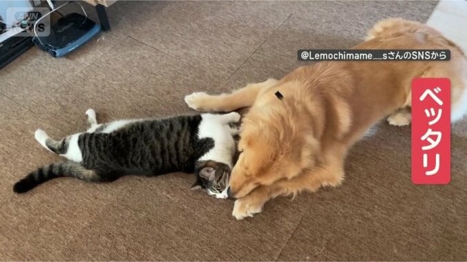 ベッタリくっついて仲良し