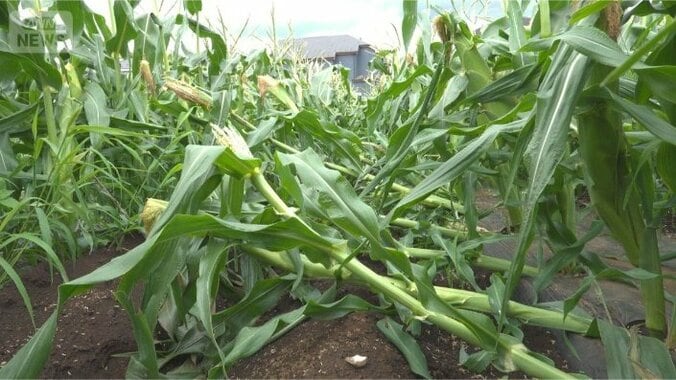 台風6号猛威、収穫直前の農作物に打撃　南高梅や桃が落下　トウモロコシも無残に 1枚目