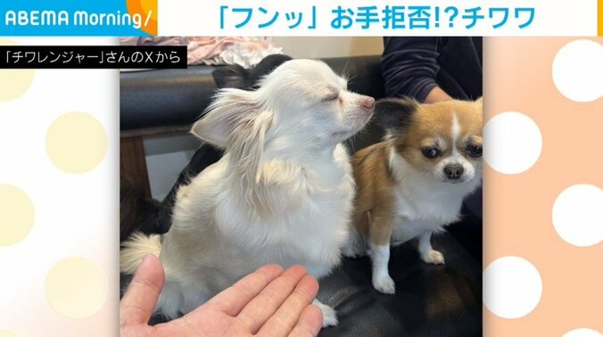 チワワのレアくん（3歳）