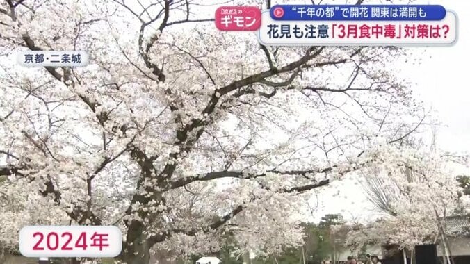 満開になると…