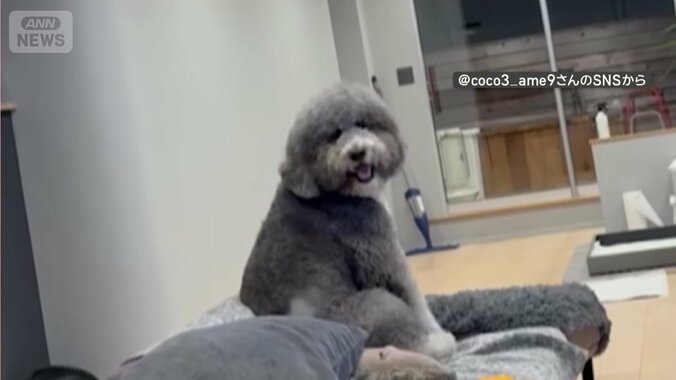 最後は笑顔でしっぽフリフリ