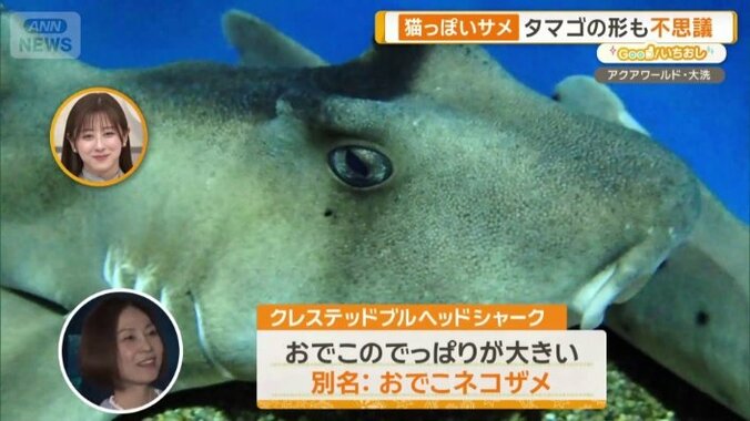 クレステッドブルヘッドシャーク