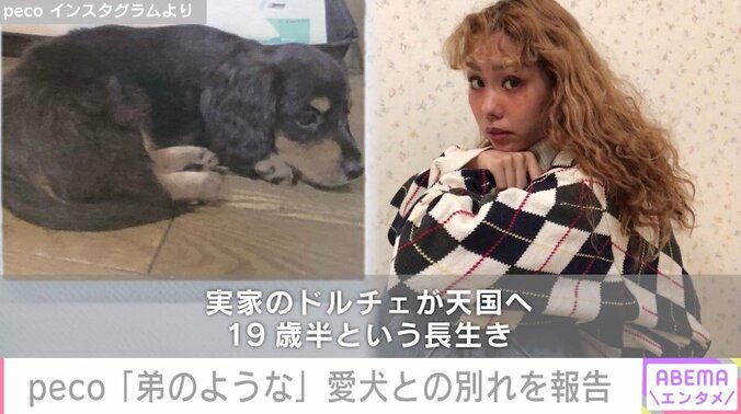 peco、実家で暮らす愛犬との別れを報告「待っていてくれたのか、偶然なのか…」 1枚目