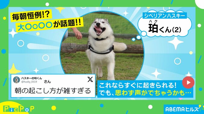 シベリアンハスキーの珀くん（2歳）