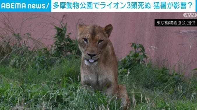 ライオン
