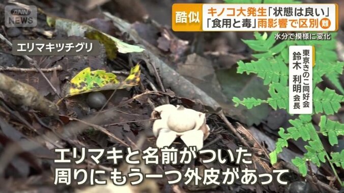 エリマキツチグリ