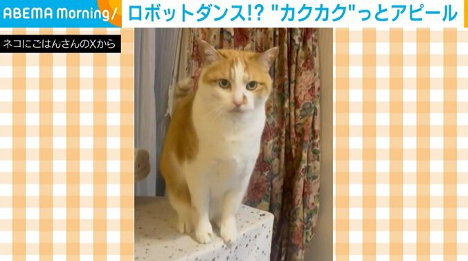 猫の小判くん（6歳）