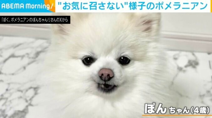 ポメラニアンのぽんちゃん（4歳）