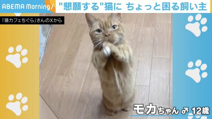 猫のモカちゃん