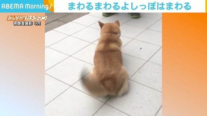 大好物のおやつを前にグルングルン！ 柴犬のしっぽが「プロペラ」「すごい回ってる」 1枚目