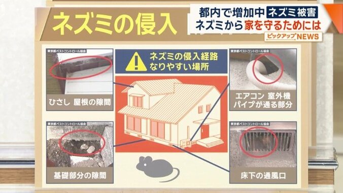 さまざまな場所がネズミの侵入場所に