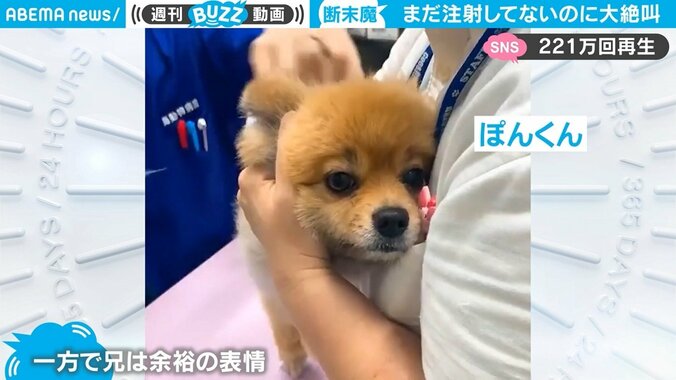 まだ刺してないのに“断末魔”…ムンクの『叫び』と化した犬の予防接種が話題 2枚目