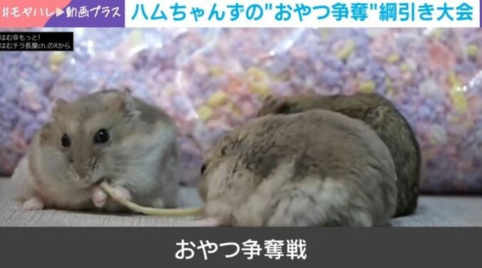 ハムスター3兄弟