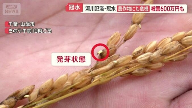 収穫前の稲穂が発芽